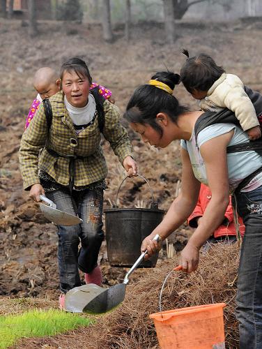 龍?zhí)舵?zhèn)茨德陶家村的兩位村民背著孩子下地給稻苗澆水(攝于3月25日)。新華社記者何俊昌攝