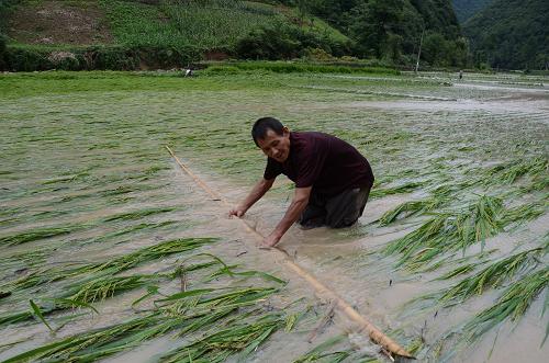 8月21日,湖北省保康縣寺坪鎮(zhèn)升石坪村一名村民在用竹竿清理稻田里的雜物。 新華社發(fā)(陳泉霖 攝)