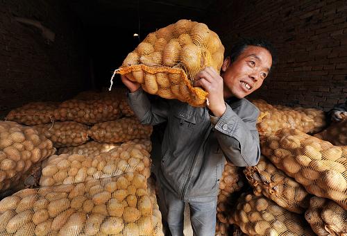 10月11日,在寧夏回族自治區(qū)西吉縣新?tīng)I(yíng)鄉(xiāng)一家馬鈴薯合作社內(nèi),工人在搬運(yùn)即將裝車(chē)出售的馬鈴薯。素有“中國(guó)馬鈴薯之鄉(xiāng)”的寧夏西吉縣近日迎來(lái)馬鈴薯收獲高峰期。今年西吉縣種植馬鈴薯面積達(dá)到110萬(wàn)畝,目前已收獲六成,預(yù)計(jì)產(chǎn)量在153萬(wàn)噸左右,較去年減產(chǎn)約10%。據(jù)當(dāng)?shù)剞r(nóng)牧局介紹,今年西吉縣的馬鈴薯因?yàn)橥硪卟『退獌鎏崆暗纫蛩貙?dǎo)致減產(chǎn),但馬鈴薯銷(xiāo)售價(jià)格較去年上漲30%左右,達(dá)到0.6元每斤;淀粉廠收購(gòu)價(jià)格為0.45元每斤,較去年上漲0.1元,銷(xiāo)售情況較好。新華社記者 彭昭之 攝