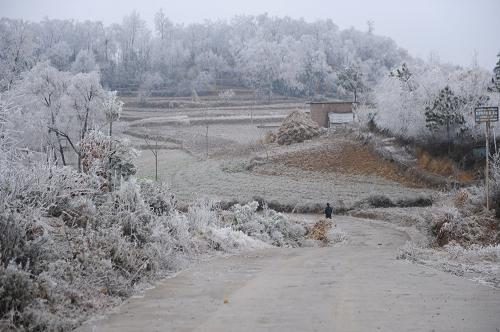1月8日,在六盤水市鐘山區(qū)大灣鎮(zhèn)周家寨村,一位村民從通村公路旁的菜地前走過。新華社發(fā)(陶亮 攝)