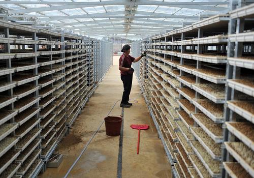 3月20日,在廣西桂平市石龍鎮(zhèn)振龍農機專業(yè)合作社育秧工廠,工人在為秧苗澆水。目前,工廠已接到代育5600畝秧苗的訂單。目前,廣西桂平市春耕生產工作正在有序推進。為緩解春耕壓力,桂平各鄉(xiāng)鎮(zhèn)建立起了集中育秧工廠。參與群眾只需承擔種子、薄膜等成本,到插秧季節(jié),直接到地里取苗插秧。秧苗平時由技術水平高的種植戶代管,農業(yè)部門也會派人下來指導。新華社記者 周華 攝