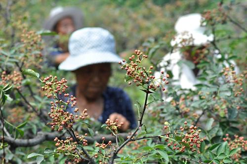 8月5日,山東省沂源縣東里鎮(zhèn)紫荊峪村的農(nóng)民在采摘花椒。近日,山東省沂源縣花椒陸續(xù)成熟,農(nóng)民們忙著采摘晾曬。近年來,山東省沂源縣積極引導(dǎo)農(nóng)民利用山嶺薄地、荒山荒坡、地頭堰邊發(fā)展花椒生產(chǎn),目前全縣花椒種植面積達到7.95萬畝,年產(chǎn)干鮮花椒200多萬公斤,花椒產(chǎn)業(yè)成為當(dāng)?shù)卦S多農(nóng)民增收的重要渠道之一。新華社發(fā)(趙東山 攝)