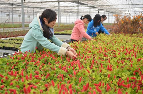 12月9日,幾名學(xué)生在上海交大“浦江綠谷”低碳農(nóng)業(yè)實踐基地為鮮花去除雜草。新華社發(fā)(賴鑫琳 攝)