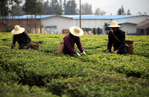 4月7日,云南省臨滄市耿馬傣族佤族自治縣勐撒鎮(zhèn)的茶農(nóng)正在采摘春茶。隨著氣溫回升,云南省臨滄市的茶園陸續(xù)進(jìn)入采摘期。臨滄是著名的“滇紅之鄉(xiāng)”,目前茶產(chǎn)業(yè)已成為當(dāng)?shù)貎?yōu)勢(shì)支柱產(chǎn)業(yè),是廣大茶農(nóng)增收致富的主要經(jīng)濟(jì)作物。 新華社發(fā)(梁志強(qiáng) 攝)