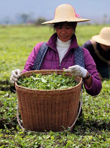 4月7日,云南省臨滄市耿馬傣族佤族自治縣勐撒鎮(zhèn)的茶農(nóng)正在采摘春茶。新華社發(fā)(梁志強(qiáng) 攝)