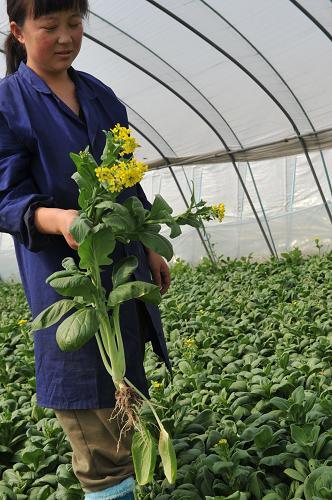 4月24日,在合肥三十崗蔬菜基地,大片的小白菜因價(jià)低滯銷已長菜苔,已無法再出售了。新華社發(fā)(楊曉原 攝)