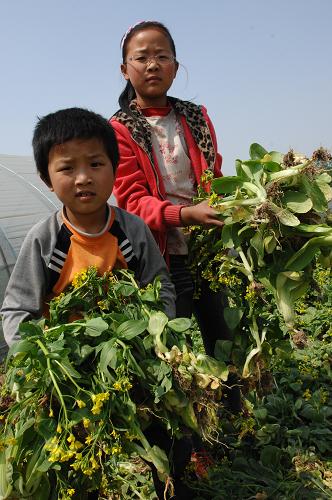 4月24日,在合肥三十崗蔬菜基地,在菜農(nóng)嚴(yán)繼松的菜地里,滯銷的小白菜已經(jīng)開花長苔,他的兩個(gè)孩子利用星期天放假,幫助家人將整塊地里賣不掉的小白菜連根拔除。新華社發(fā)(楊曉原 攝)