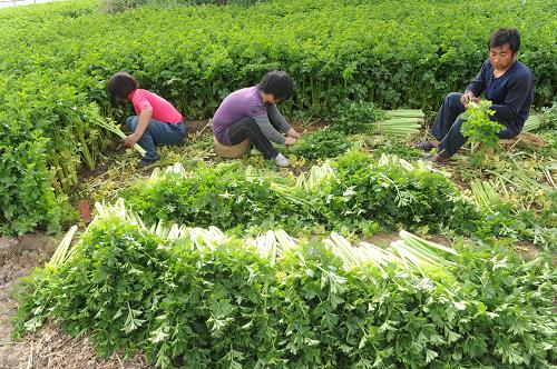 4月25日,河南省中牟縣青年路辦事處菜農(nóng)劉老開(右)和家人一起在田里收芹菜。新華社記者 趙鵬 攝