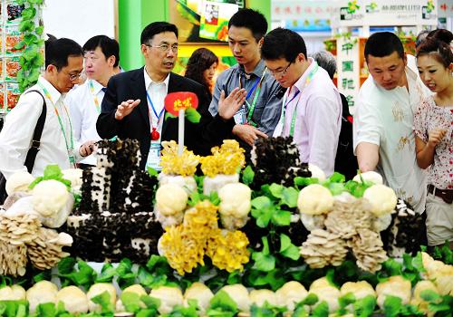 6月15日,客商在牡丹江綠色食品展區(qū)的一家食用菌展位了解情況。新華社記者 王建威 攝