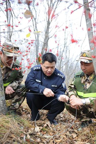 10月19日,琿春邊防大隊(duì)官兵與林業(yè)派出所民警聯(lián)合上山清繳鋼絲套。當(dāng)日,吉林省公安邊防總隊(duì)延邊朝鮮族自治州支隊(duì)琿春大隊(duì)官兵與林業(yè)派出所民警組成聯(lián)合執(zhí)勤執(zhí)法隊(duì),進(jìn)入琿春市野生動(dòng)物自然保護(hù)區(qū)開展秋季清套行動(dòng),翻山越嶺清繳各種捕獵工具。新華社發(fā)(管清江攝)