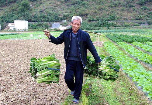 11月22日,廣西河池市天峨縣令當(dāng)村農(nóng)民索文康在挑運(yùn)收獲的大白菜。 時下,受冷空氣不斷南下的影響,廣西大部分地區(qū)雨日偏多,為把損失降到最低限度,廣西各地農(nóng)民搶晴加快推進(jìn)秋收冬種各項(xiàng)工作。新華社記者張愛林?jǐn)z