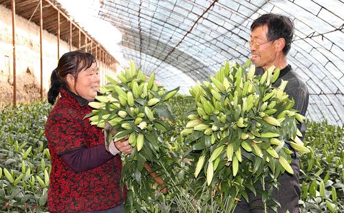3月4日,河北省平泉縣百利源花卉合作社社員們在花卉大棚里采摘百合花。新華社發(fā)(王曉 攝)
