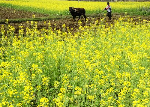 3月5日,廣西羅城仫佬族自治縣四把鎮(zhèn)大新村的村民在犁地種植玉米。當日是二十四節(jié)氣中的“驚蟄”,民間有“過了驚蟄節(jié),鋤頭不停歇”的農(nóng)諺,各地氣溫回升,雨水增多,農(nóng)民忙著春耕備播,一片繁忙。新華社發(fā)(吳耀榮 攝)