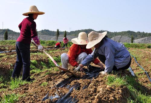 3月5日,江西省德興市張村鄉(xiāng)界田村村民在栽種葡萄苗。新華社發(fā)(胡敦煌 攝)