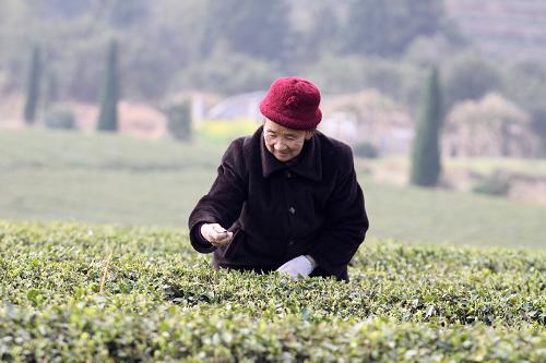 3月14日,留守婦女在江西省九江市修水縣上杭鄉(xiāng)的有機(jī)茶園基地里采摘春茶。修水縣是江西勞務(wù)輸出大縣,同時(shí)也是產(chǎn)茶大縣,現(xiàn)有茶園11萬(wàn)畝,占江西省的八分之一,其中投產(chǎn)茶園7萬(wàn)畝。每到春茶開(kāi)采季節(jié),留守婦女成為采茶的主力軍,高峰期達(dá)10萬(wàn)人以上。這些留守婦女既緩解了采茶用工緊張,又可以增加家庭收入。新華社發(fā)(黃一魏 攝)