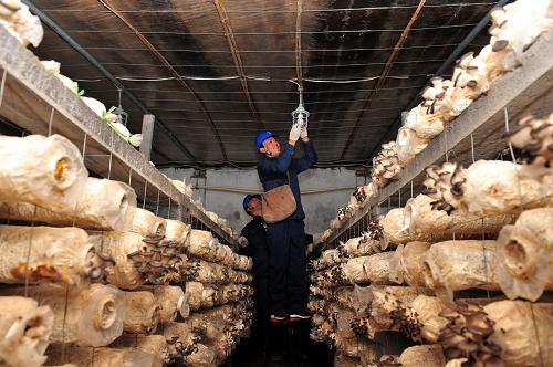 3月14日,在位于山東省桓臺(tái)縣果里鎮(zhèn)鳳鳴村的食用菌核心示范區(qū),電工為蘑菇種植大棚維修照明設(shè)備。新華社發(fā)(遠(yuǎn)德亮 攝)
