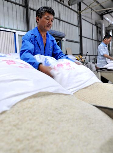 8月22日,在廣西桂林市永??h一家糧食加工企業(yè),工人在將大米倒入機器,準備進行加工包裝。目前,廣西桂林市永??h夏糧收獲已經(jīng)接近尾聲,當?shù)卣皶r開展糧食加工銷售,保質(zhì)保量供應市場。近年來,該縣全面實施“噸糧萬元田”示范工程,建立早稻高產(chǎn)萬畝示范帶2個,千畝高產(chǎn)示范片9個,2012年完成早稻種植面積18.58萬畝。