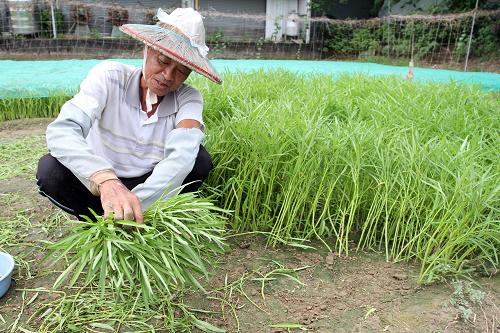 8月22日,臺(tái)灣高雄地區(qū)農(nóng)民在強(qiáng)風(fēng)暴雨到達(dá)前搶收蔬菜。臺(tái)風(fēng)“天秤”逼近,臺(tái)灣氣象部門(mén)8月22日5時(shí)30分發(fā)布陸上臺(tái)風(fēng)警報(bào),提醒東部地區(qū)、綠島和蘭嶼嚴(yán)加戒備。南部高雄農(nóng)民為減少損失,抓緊時(shí)間采收銷(xiāo)售蔬菜,降低強(qiáng)風(fēng)暴雨可能帶來(lái)的損失。