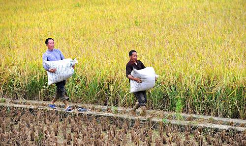 湖北恩施宣恩縣封口壩村農(nóng)民在田間搬運(yùn)收割的水稻(9月8日攝)。新華社發(fā)(宋文 攝)