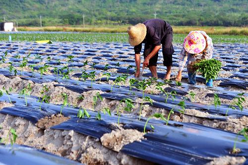 10月19日,菜農(nóng)在田間勞作。新華社記者 侯建森 攝