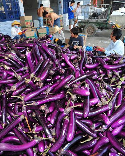 12月2日,在三亞市崖城鎮(zhèn)一處瓜菜收購(gòu)點(diǎn),工人們將茄子分揀裝箱。新華社記者 侯建森 攝