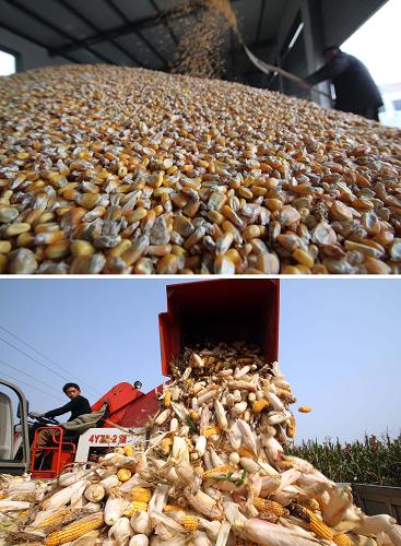 這張拼版照片顯示的是:2012年12月2日,山東省臨沂市郯城縣郯城街道官路東村農(nóng)民楊俊坤在整理儲存的玉米(上圖);2012年10月8日,郯城街道官路東村的農(nóng)民駕駛玉米收割機(jī)收獲玉米(下圖)。新華社發(fā)(張春雷 攝)