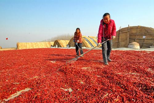 12月9日,河北省臨西縣后鎮(zhèn)村辣椒種植專業(yè)合作社的社員在晾曬辣椒。近年來,河北省臨西縣建立蔬菜等農(nóng)作物基地并成立農(nóng)民專業(yè)合作社,形成“蔬菜基地+農(nóng)民專業(yè)合作社+農(nóng)戶”的生產(chǎn)經(jīng)營模式,帶動農(nóng)民增收致富。據(jù)了解,目前該縣已建立蔬菜種植等農(nóng)作物專業(yè)合作社173個,帶動2萬多戶農(nóng)民年平均增收5000多元。