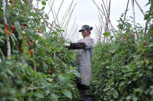 1月5日,在廣西田陽縣那坡鎮(zhèn)萬平村,菜農(nóng)在采摘西紅柿。 新華社記者 周華 攝