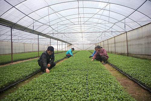 廣西融水縣融水鎮(zhèn)農(nóng)民在蔬菜大棚作業(yè)(1月12日攝)。新華社記者 張愛(ài)林 攝