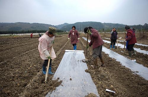 廣西融水縣農(nóng)民在田間用“三避技術(shù)”(避雨、避寒、避曬)發(fā)展蔬菜生產(chǎn)(1月12日攝)。新華社記者 張愛(ài)林 攝