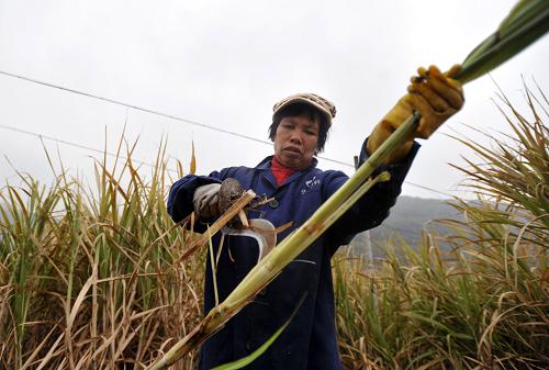 1月13日,廣西賀州市鐘山縣清塘鎮(zhèn)農(nóng)民在收砍甘蔗。新華社記者 陸波岸 攝