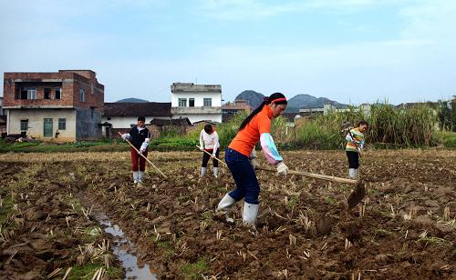 1月14日,廣西柳城縣馬山鄉(xiāng)農(nóng)民在平整稻田,準(zhǔn)備培植冬木耳。新華社記者 張愛林 攝
