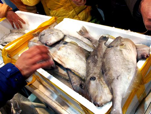 1月26日,顧客在釣魚島鮮魚攤位上挑選深海魚。當(dāng)日,來自我國(guó)釣魚島附近海域的鮮魚運(yùn)抵上海光大會(huì)展中心,8000斤新鮮馬面魚、馬鮫魚、青砧魚、紅鯁魚被眾多顧客搶購(gòu)一空。據(jù)悉,由于中國(guó)海監(jiān)船、漁政船巡航給漁民以信心和保障,赴釣魚島周邊海域捕魚的漁船增多,獲得豐收的浙江漁民挑選最優(yōu)質(zhì)的釣魚島深海魚,以最快的速度運(yùn)往上海,讓現(xiàn)場(chǎng)的上海市民直呼“新鮮”!新華社記者 陳飛 攝