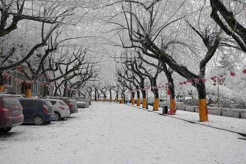 2月8日拍攝的雪后的廬山牯嶺。新華社發(fā)(秦永言 攝)