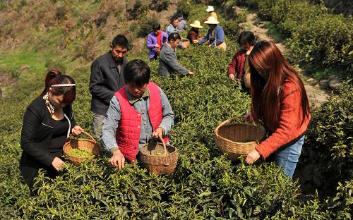 3月6日,茶農(nóng)在三峽庫(kù)區(qū)湖北省秭歸縣郭家壩鎮(zhèn)王家?guī)X村的生態(tài)茶園采摘新品種早春茶。近期氣溫持續(xù)回暖,地處三峽庫(kù)區(qū)的湖北省秭歸縣陸續(xù)開采今年首批春茶。近年來(lái),為幫助三峽移民找到致富門路,該縣從浙江、福建等地引進(jìn)“烏牛早”、“福鼎大毫”等早茶品種在當(dāng)?shù)卦嚪N,并取得成功。與當(dāng)?shù)夭璺N相比,新茶提前半個(gè)月進(jìn)入了采收期。