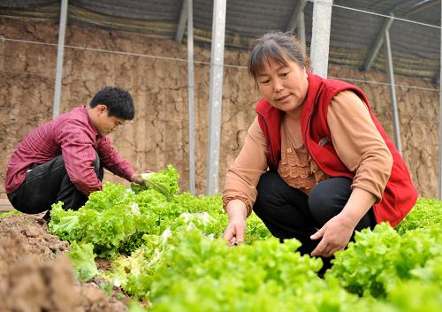 3月7日,賈鳳英(右)在地里查看蔬菜的長勢。天津市靜??h獨(dú)流鎮(zhèn)鳳英蔬菜產(chǎn)銷合作社成立于1993年,合作社在“當(dāng)家人”賈鳳英的帶領(lǐng)下,借助小額貼息貸款,開發(fā)種植新品種,擴(kuò)大種植面積,加強(qiáng)流通環(huán)節(jié)管理,蔬菜遠(yuǎn)銷東北三省等地區(qū)。在賈鳳英的帶動(dòng)下,15000多名農(nóng)村姐妹通過蔬菜種植,人均年收入增加萬余元。