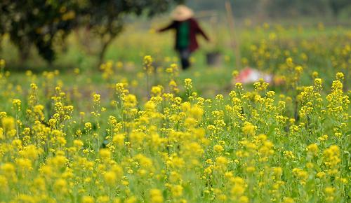 3月9日,在湖北省恩施州宣恩縣蓮花壩村,一名農(nóng)民在盛開的油菜花旁忙碌。新華社發(fā)(宋文 攝)