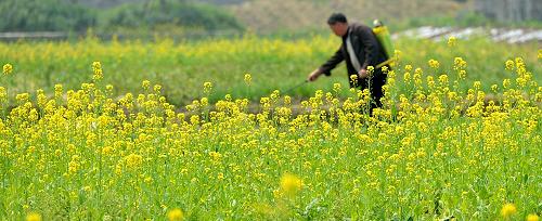 3月9日,在湖北省恩施州宣恩縣蓮花壩村,一名農(nóng)民在油菜花叢中忙碌。新華社發(fā)(宋文 攝)