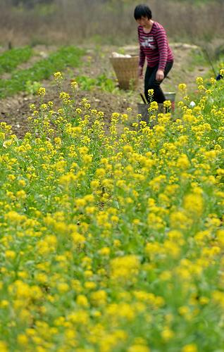 3月9日,在湖北省恩施州宣恩縣蓮花壩村,一名農(nóng)民在盛開的油菜花旁忙碌。新華社發(fā)(宋文 攝)