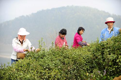 3月30日,湖北省丹江口市牛河林區(qū)鳳凰山有機茶場的村民在采摘春茶。作為南水北調中線核心水源區(qū)的丹江口市,為保護一庫清水北送,近年來大力發(fā)展綠色生態(tài)富民產業(yè),利用庫區(qū)依山傍水、空氣清新的天然優(yōu)勢,建設有機茶產業(yè)基地,發(fā)展生態(tài)觀光茶園,統(tǒng)一打造“武當?shù)啦?#8221;品牌,使茶文化與生態(tài)旅游相結合,實現(xiàn)生態(tài)文明和產業(yè)富民的目標。目前,丹江口市已經發(fā)展有機茶園3萬畝,年產有機綠茶30萬公斤,茶葉已經成為丹江口市廣大山區(qū)農民和丹江口庫區(qū)移民脫貧致富的一大支柱產業(yè)。新華社記者 郝同前 攝