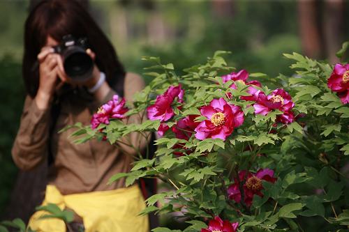 5月25日,游客在沈陽(yáng)世博園拍攝盛開(kāi)的花朵。新華社發(fā)(陳浩 攝)