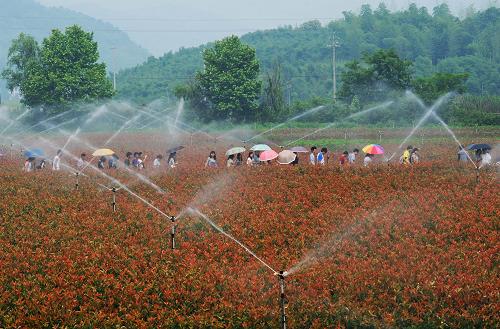 5月29日,游客們參觀浙江莫干山鎮(zhèn)陽光生態(tài)農(nóng)業(yè)園紅葉石楠容器苗培育區(qū)。近年來,以“魚米之鄉(xiāng)”著稱的浙江省德清縣莫干山鎮(zhèn)依托“國家級(jí)風(fēng)景名勝區(qū)”莫干山麓的生態(tài)優(yōu)勢(shì),積極培育引進(jìn)優(yōu)質(zhì)農(nóng)業(yè)項(xiàng)目,吸引許多中外工商企業(yè)在該鎮(zhèn)投資,開發(fā)有機(jī)農(nóng)產(chǎn)品種植和休閑觀光農(nóng)業(yè)項(xiàng)目。不僅使當(dāng)?shù)爻蔀橐荒晁募臼a(chǎn)花卉苗木和蔬菜瓜果的“花果山”,還引來廣大游客走進(jìn)美麗山鄉(xiāng)、暢享農(nóng)業(yè)旅游魅力。截至目前,莫干山鎮(zhèn)已引進(jìn)中外10余家工商企業(yè)的約11.2億元投資,開發(fā)現(xiàn)代農(nóng)業(yè)和觀光農(nóng)業(yè)項(xiàng)目。2012年,該鎮(zhèn)現(xiàn)代農(nóng)業(yè)生產(chǎn)總產(chǎn)值1.5億元,接待海內(nèi)外游客272.2萬人次,旅游觀光總收入約5.4億元。