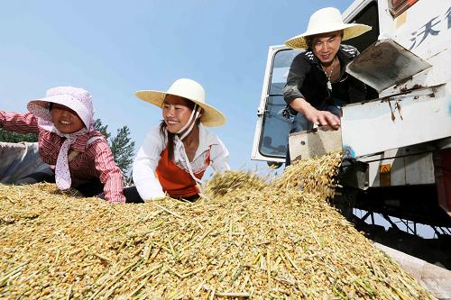 6月2日,在安徽省淮北市礦山集鎮(zhèn)柳園村的麥田里,農(nóng)民在整理收獲的小麥。新華社發(fā)(李鑫 攝)