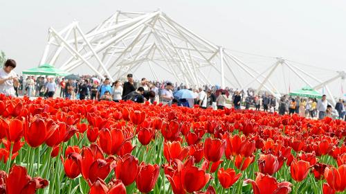 4月28日,游客在世園會(huì)園區(qū)游覽觀光。 當(dāng)日上午,2011西安世界園藝博覽會(huì)開園,大批游客進(jìn)入園區(qū)參觀。 新華社記者 焦衛(wèi)平 攝