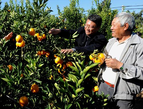 11月16日,水果栽培專業(yè)技術(shù)人員(左)在賓居鎮(zhèn)的特色水果示范園里與越南歸僑交流無公害柑橘的栽培經(jīng)驗。入冬后,在云南省大理白族自治州賓川縣僑鄉(xiāng)賓居鎮(zhèn)的特色水果示范園區(qū)里,萬余畝優(yōu)質(zhì)柑橘掛果成熟,開始上市。近年來,該縣農(nóng)科部門派出科技人員引導(dǎo)農(nóng)民大力發(fā)展無公害特色水果產(chǎn)業(yè),形成綠色產(chǎn)業(yè)鏈,僑鄉(xiāng)農(nóng)民增收致富,人均年收入達到了10000元。新華社記者 陳海寧 攝