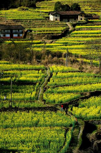 游客在靖安縣高湖鎮(zhèn)山口村高山梯田觀賞鄉(xiāng)村風(fēng)景(3月31日攝)。新華社記者 宋振平 攝