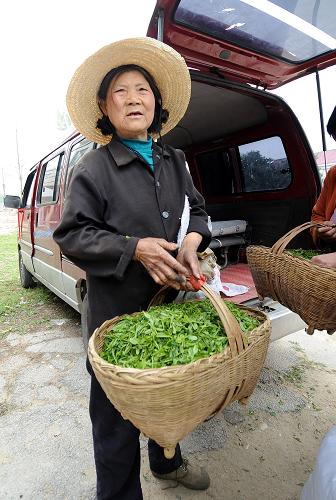 4月12日,在信陽新縣八里畈鎮(zhèn),一位茶農在等待商販收購鮮葉。新華社記者 李安 攝