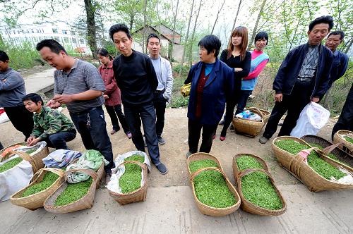 4月10日,在信陽溮河港鎮(zhèn)郝家沖村茶葉交易市場,眾多村民等待出售剛采摘的新茶鮮葉。新華社記者 朱祥 攝