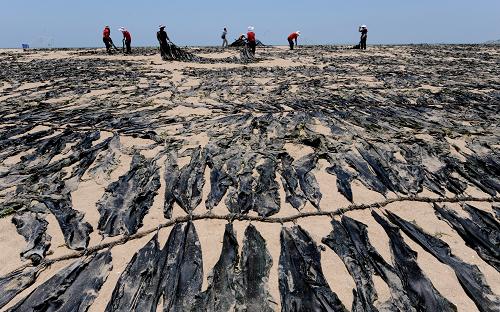 5月22日,福建莆田湄洲島漁民在翻曬海帶。新華社記者 張國(guó)俊 攝
