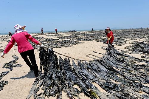 5月22日,福建莆田湄洲島漁民在翻曬海帶。新華社記者 張國(guó)俊 攝